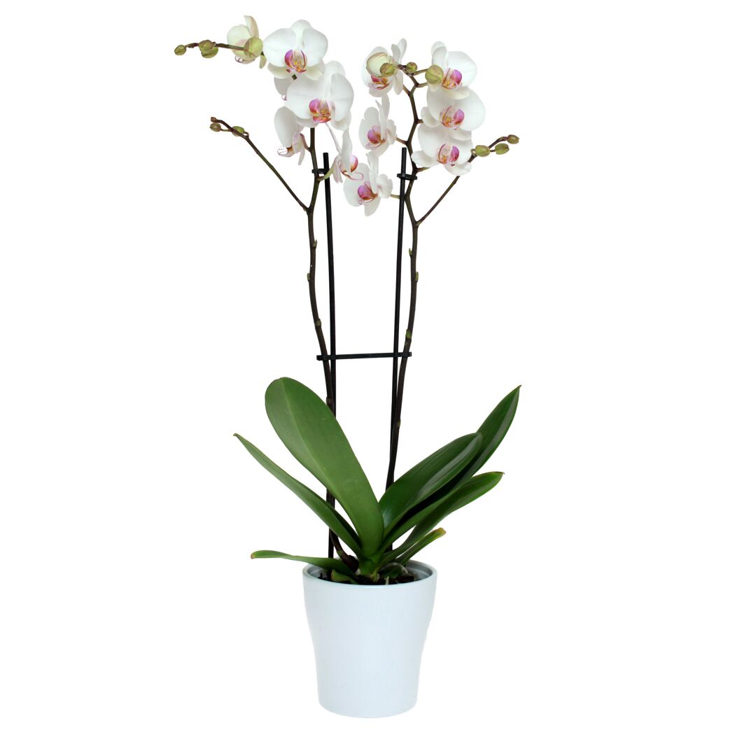 Schmetterlingsorchidee 2 Rispen weiß mit violettem Auge 12 cm Topf