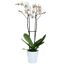 Schmetterlingsorchidee 2 Rispen weiß mit violettem Auge 12 cm Topf