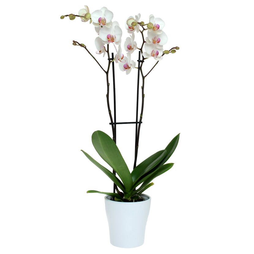 Schmetterlingsorchidee 2 Rispen weiß mit violettem Auge 12 cm Topf