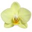 Phalaenopsis Hybride 3 Rispen hell gelb 12 cm Topf