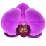 Verkleinertes Bild von Phalaenopsis Hybride 3 Rispen lila 12 cm Topf