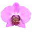 Verkleinertes Bild von Phalaenopsis Hybride 3 Rispen rosa 12 cm Topf