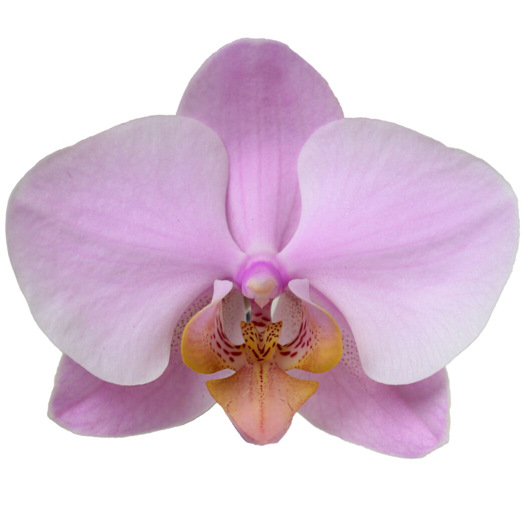 Phalaenopsis Hybride 3 Rispen rosa 12 cm Topf
