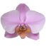 Phalaenopsis Hybride 3 Rispen rosa 12 cm Topf