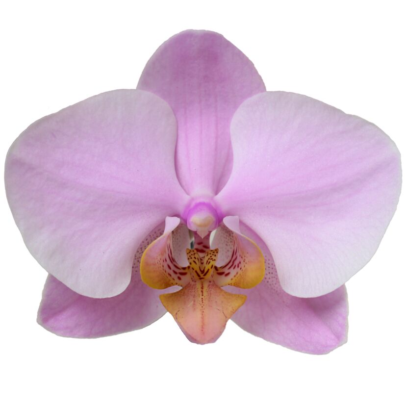 Phalaenopsis Hybride 3 Rispen rosa 12 cm Topf