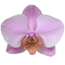 Verkleinertes Bild von Phalaenopsis Hybride 3 Rispen rosa 12 cm Topf