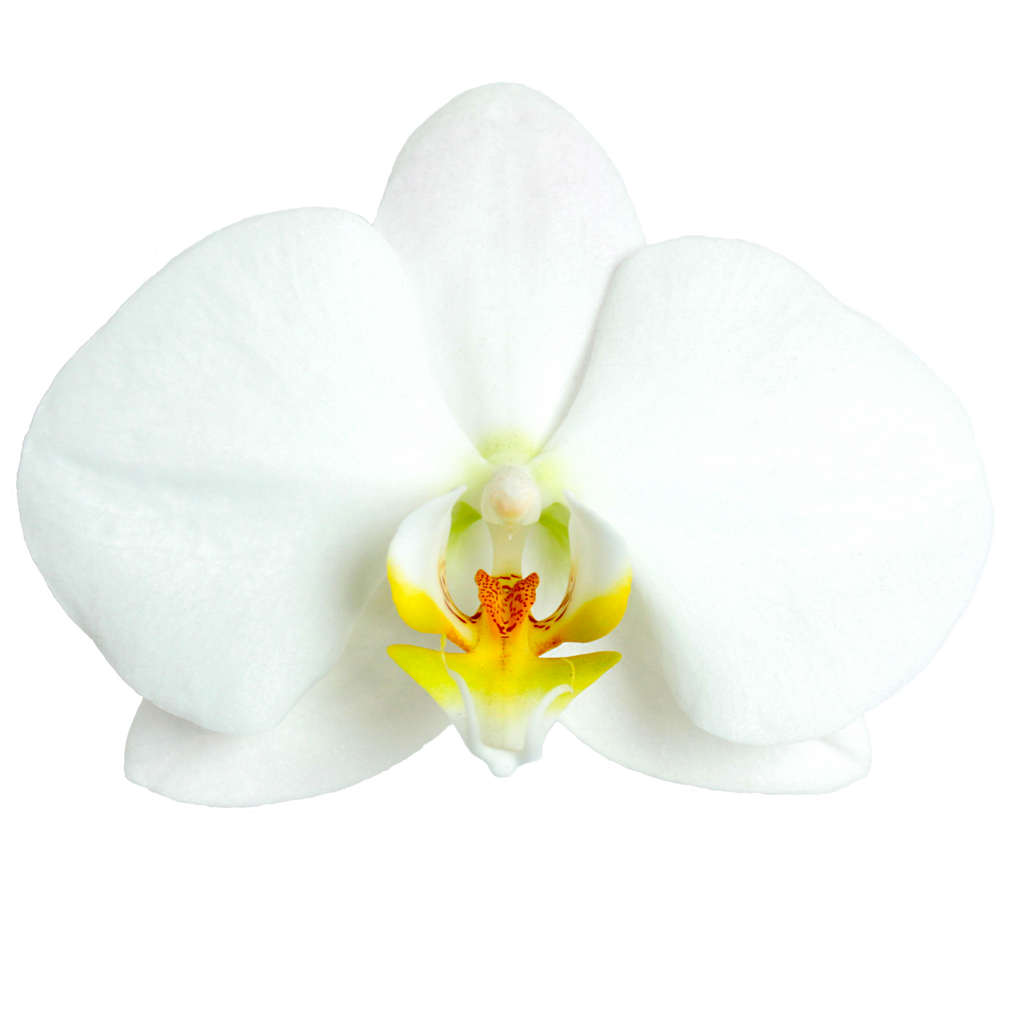 Phalaenopsis Hybride 3 Rispen weiss 12 cm Topf + product picture