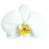 Phalaenopsis Hybride 3 Rispen weiss 12 cm Topf