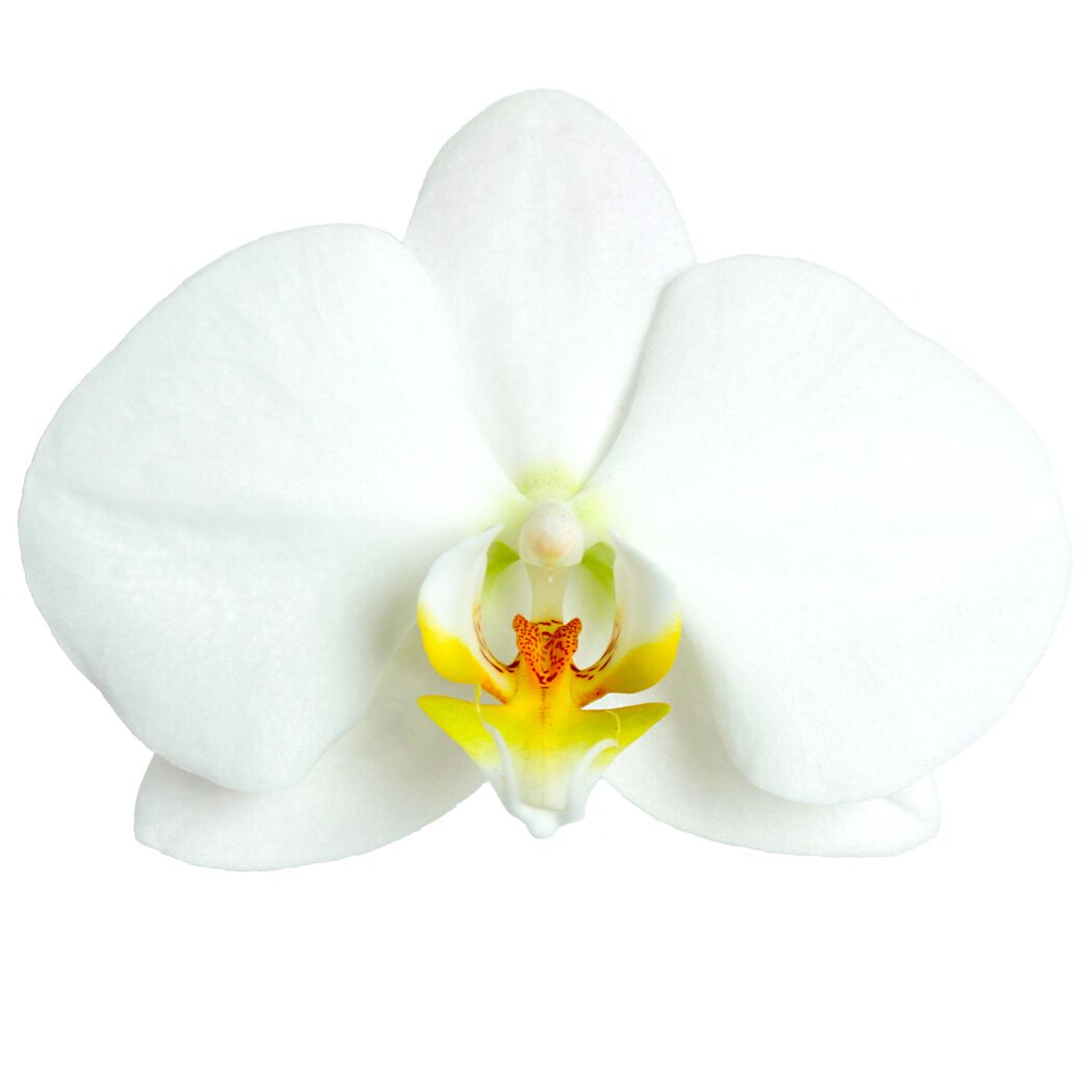 Phalaenopsis Hybride 3 Rispen weiss 12 cm Topf