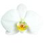 Phalaenopsis Hybride 3 Rispen weiss 12 cm Topf