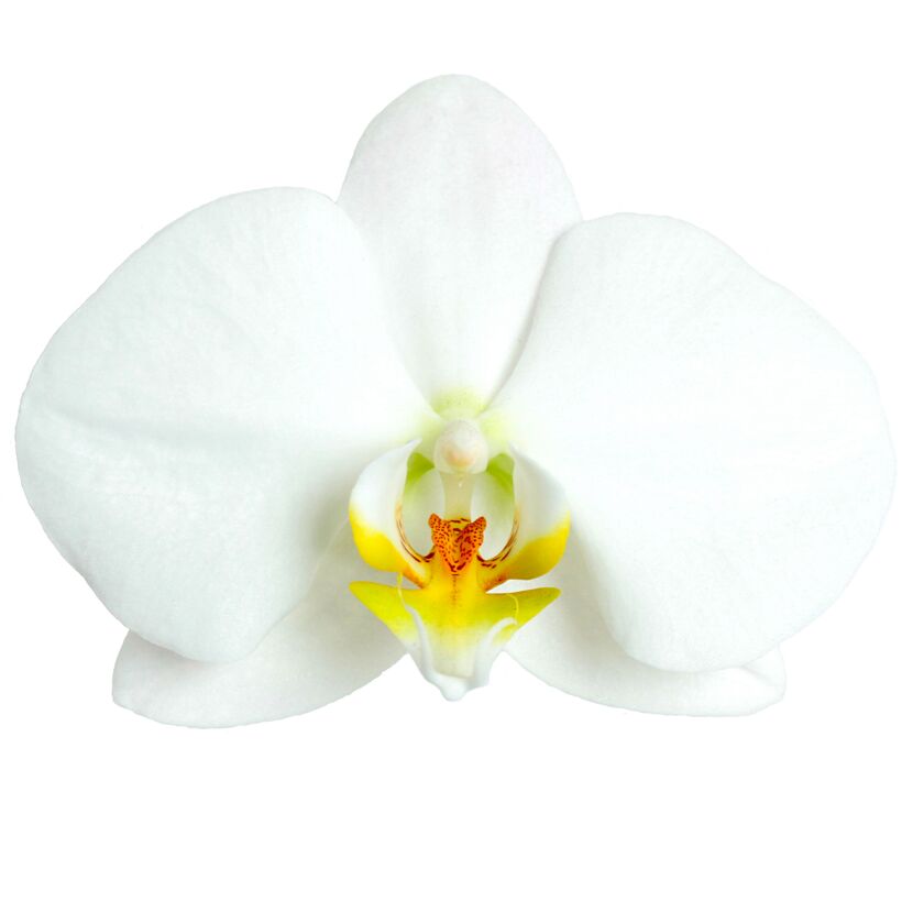 Phalaenopsis Hybride 3 Rispen weiss 12 cm Topf