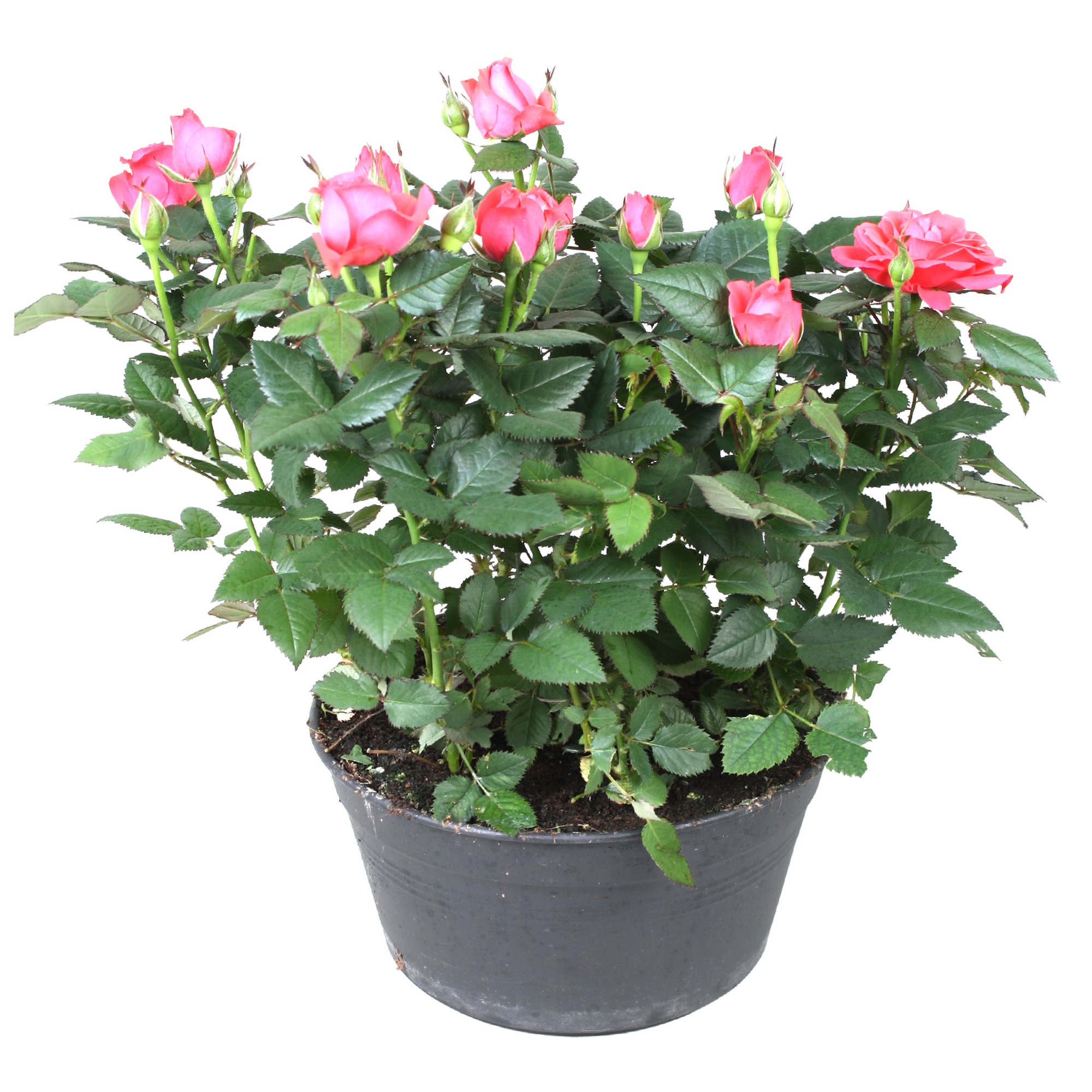 Topfrose in Schale verschiedene Farben 21 cm Topf