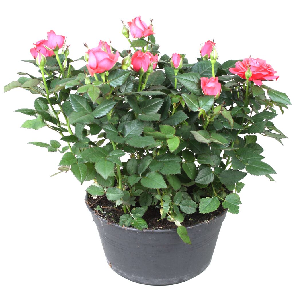 Topfrose in Schale verschiedene Farben 21 cm Topf