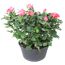 Topfrose in Schale verschiedene Farben 21 cm Topf