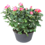 Topfrose in Schale verschiedene Farben 21 cm Topf