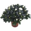Zimmer-Azalee mit weißen Blüten im Topf