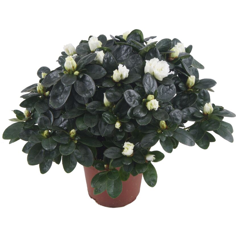 Zimmer-Azalee mit weißen Blüten im Topf
