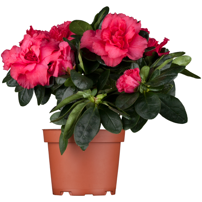 Bild von Zimmer-Azalee rot 12 cm Topf