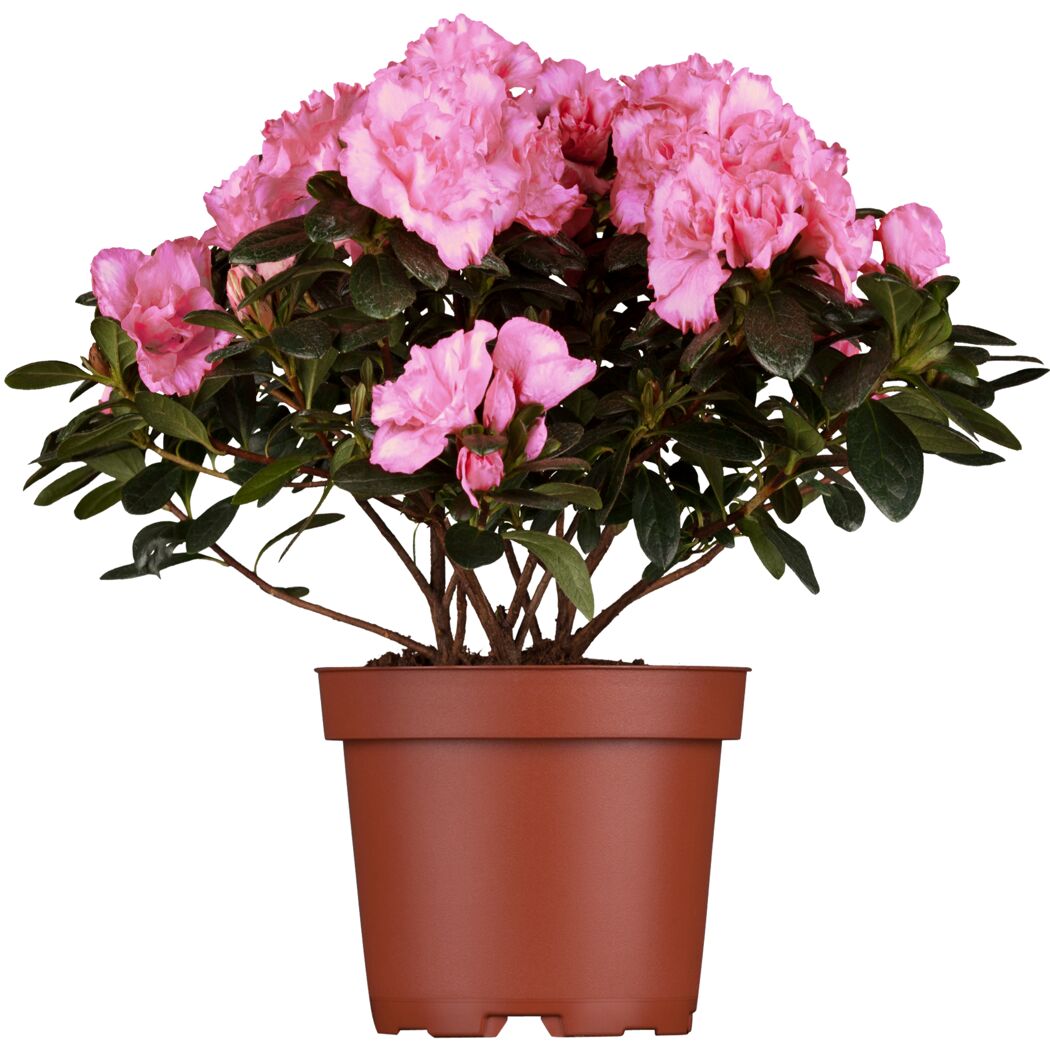 Rosa Zimmer-Azalee im Topf