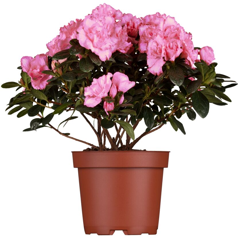 Rosa Zimmer-Azalee im Topf