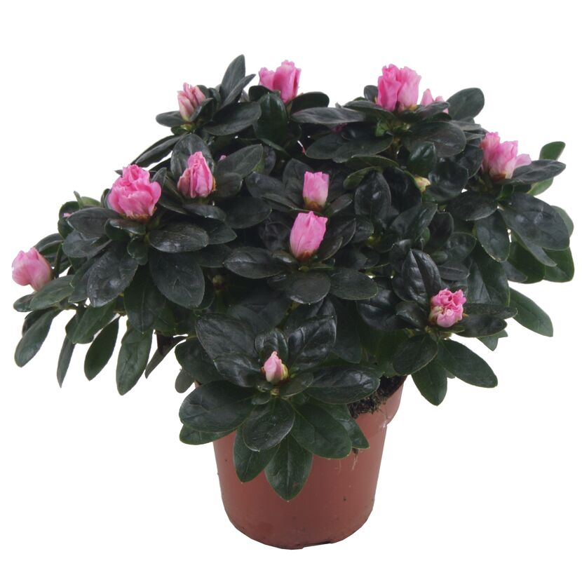 Rosa Zimmer-Azalee im Topf