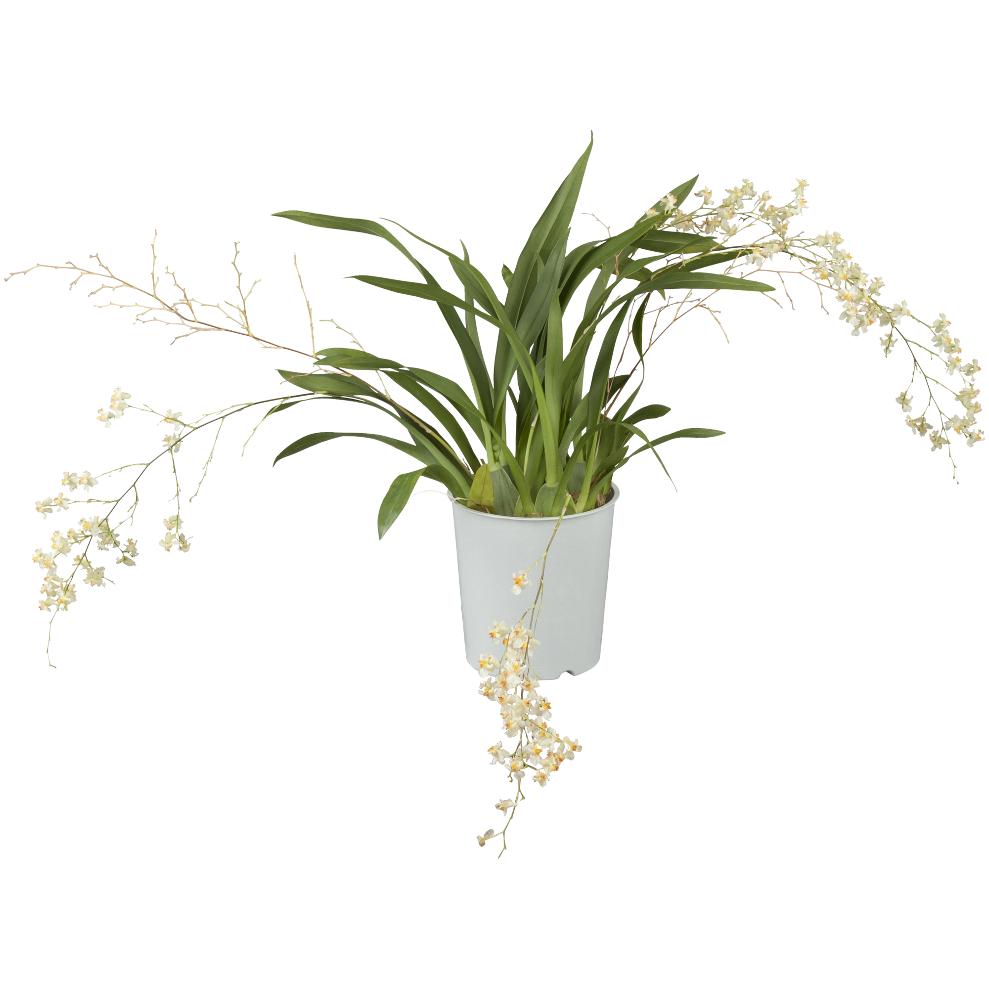 Oncidium-Orchidee 'Tiny Twinkle' verschiedene Farben 9 cm Topf + product picture