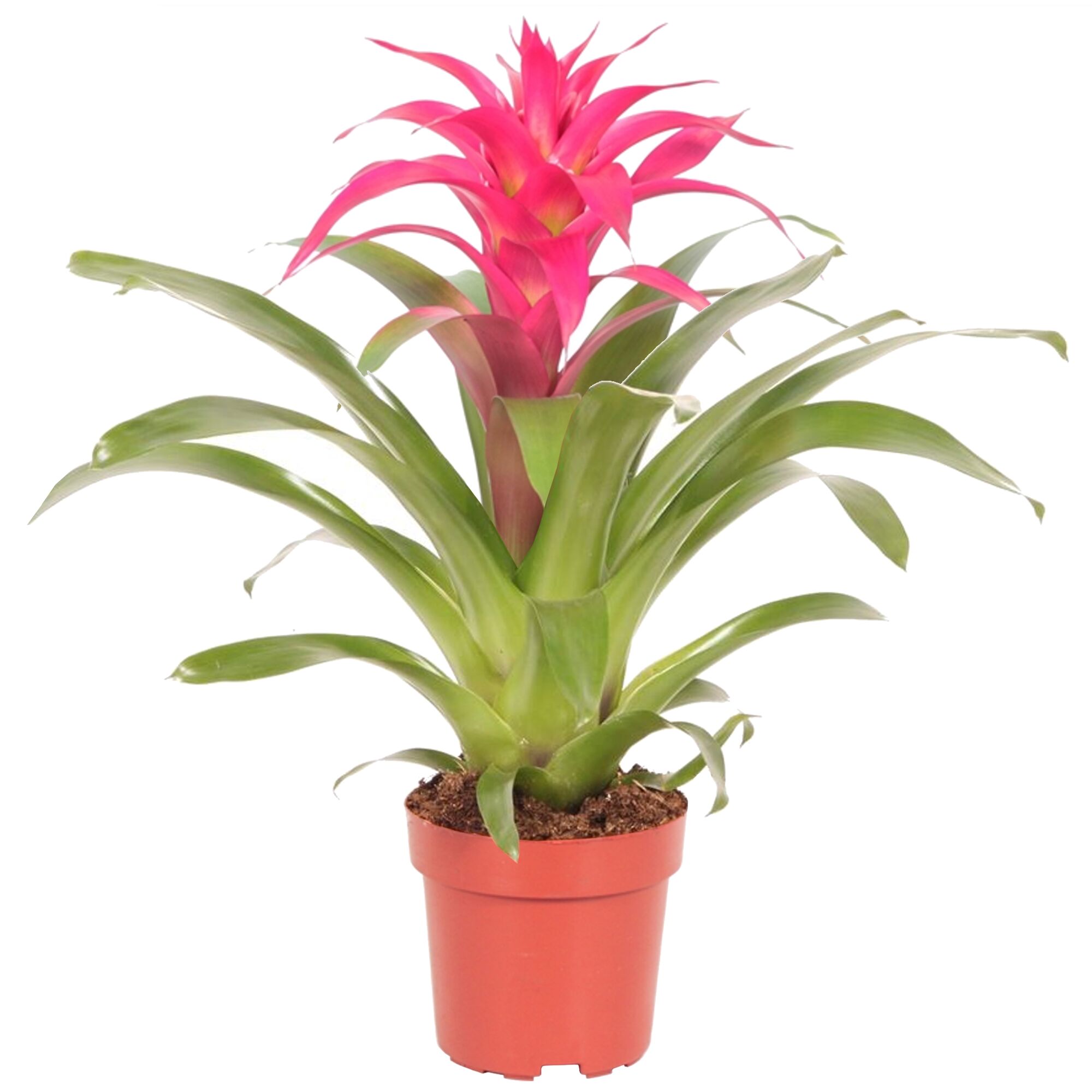 Guzmania Deseo Pink im Topf