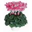 Alpenveilchen 'Indiaka' zweifarbig 13 cm Topf