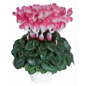 Alpenveilchen 'Indiaka' zweifarbig 13 cm Topf