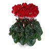 Alpenveilchen 'Indiaka' zweifarbig 13 cm Topf