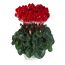 Alpenveilchen 'Indiaka' zweifarbig 13 cm Topf