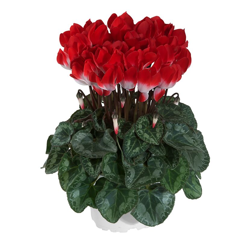 Alpenveilchen 'Indiaka' zweifarbig 13 cm Topf
