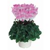 Alpenveilchen 'Indiaka' zweifarbig 13 cm Topf