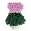 Alpenveilchen 'Indiaka' zweifarbig 13 cm Topf