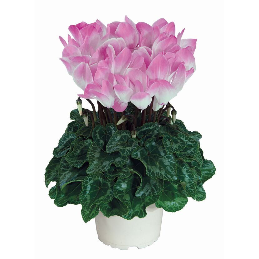 Alpenveilchen 'Indiaka' zweifarbig 13 cm Topf
