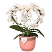 hauptbild