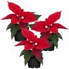 Weihnachtsstern rot 7 cm Topf, 3er-Set