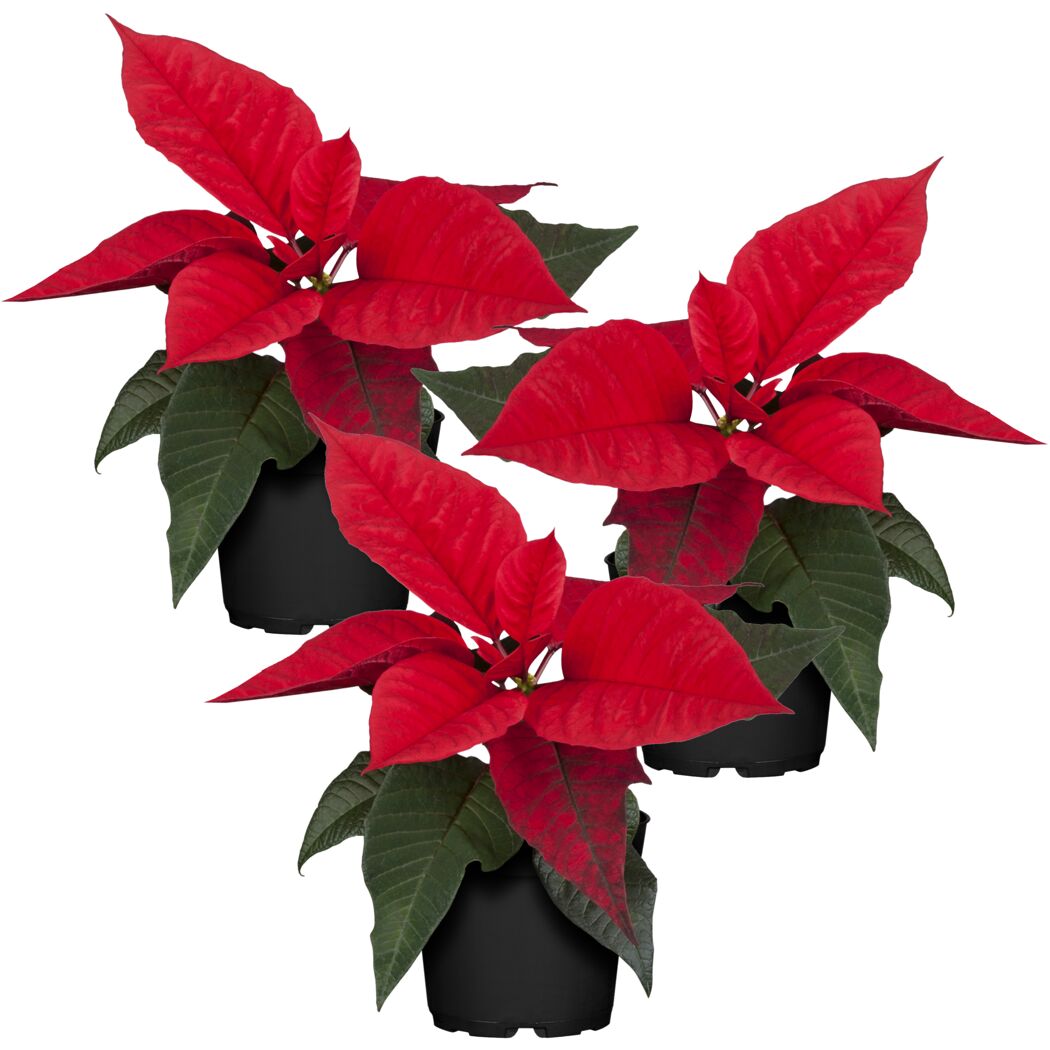 Weihnachtsstern rot 7 cm Topf, 3er-Set