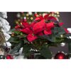 Weihnachtsstern rot 7 cm Topf, 3er-Set