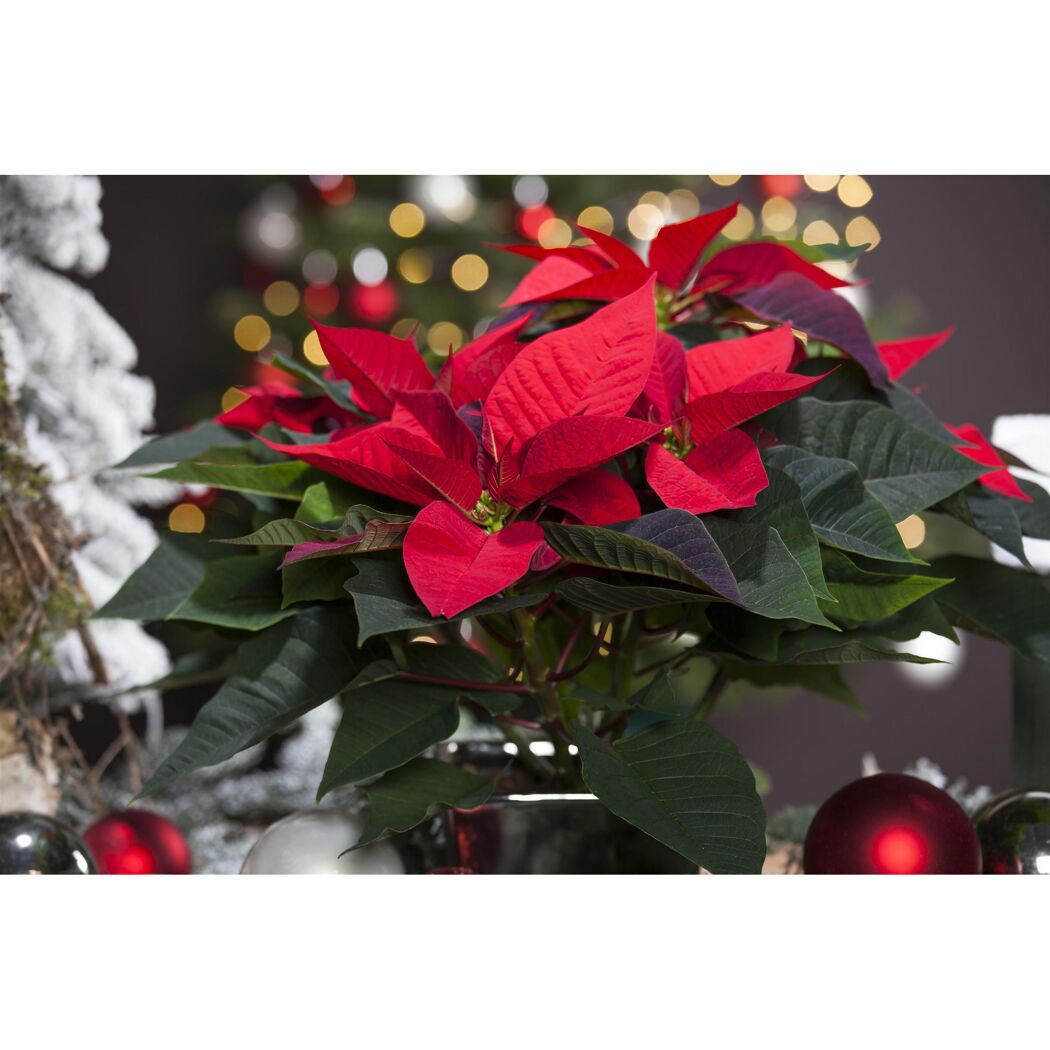 Weihnachtsstern rot 7 cm Topf, 3er-Set