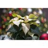Weihnachtsstern weiß 7 cm Topf, 3er-Set