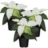 Weihnachtsstern weiß 7 cm Topf, 3er-Set
