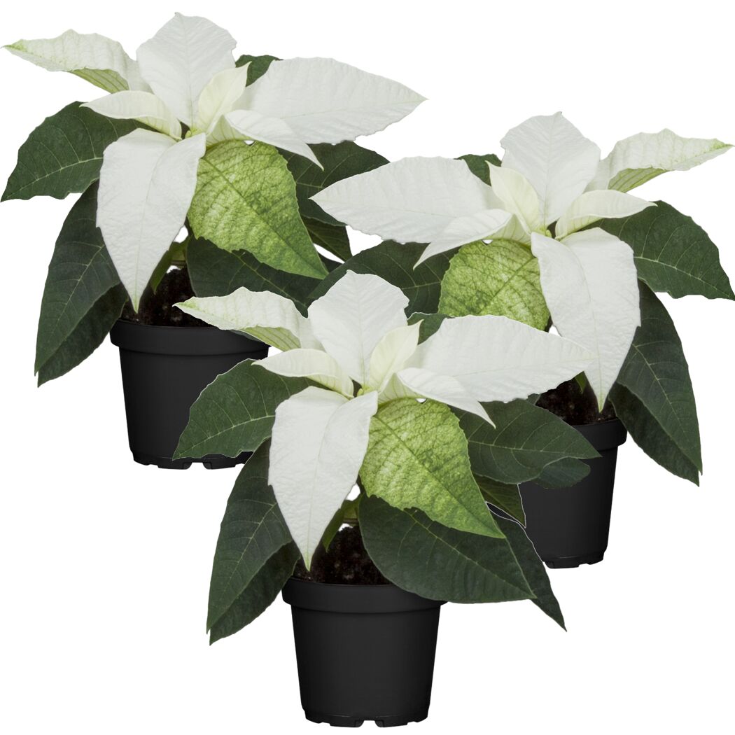 Weihnachtsstern weiß 7 cm Topf, 3er-Set
