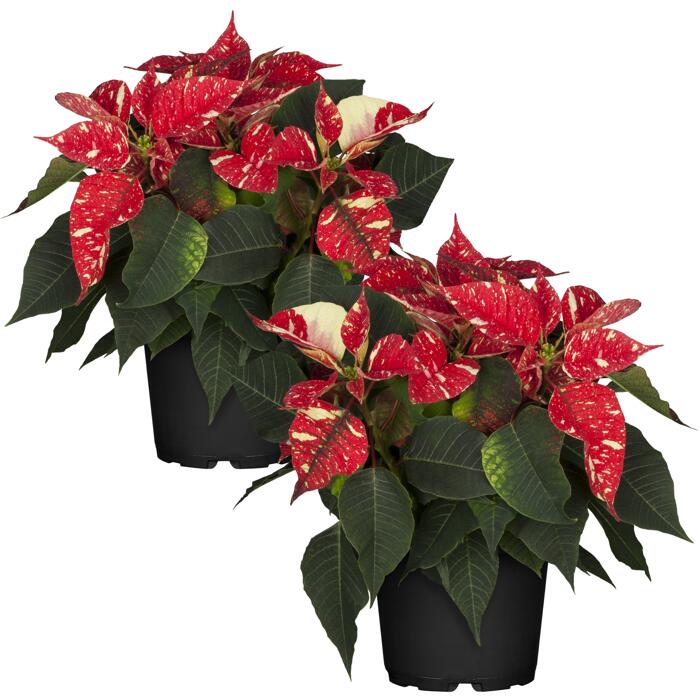Toom Fairtrade Weihnachtsstern Rot Mit Weissen Sprenkeln 13 Cm Topf 2er Set