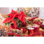 Verkleinertes Bild von Fairtrade Weihnachtsstern rot mit Glitter 13 cm Topf, 2er-Set