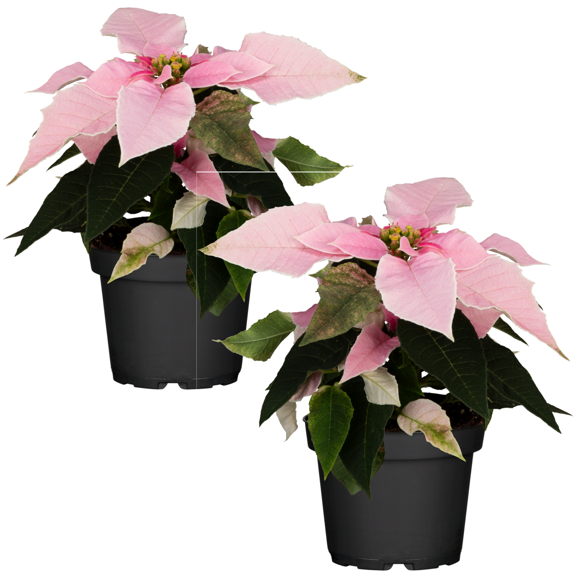 Fairtrade Weihnachtsstern rosa 10,5 cm Topf, 2er-Set + product picture