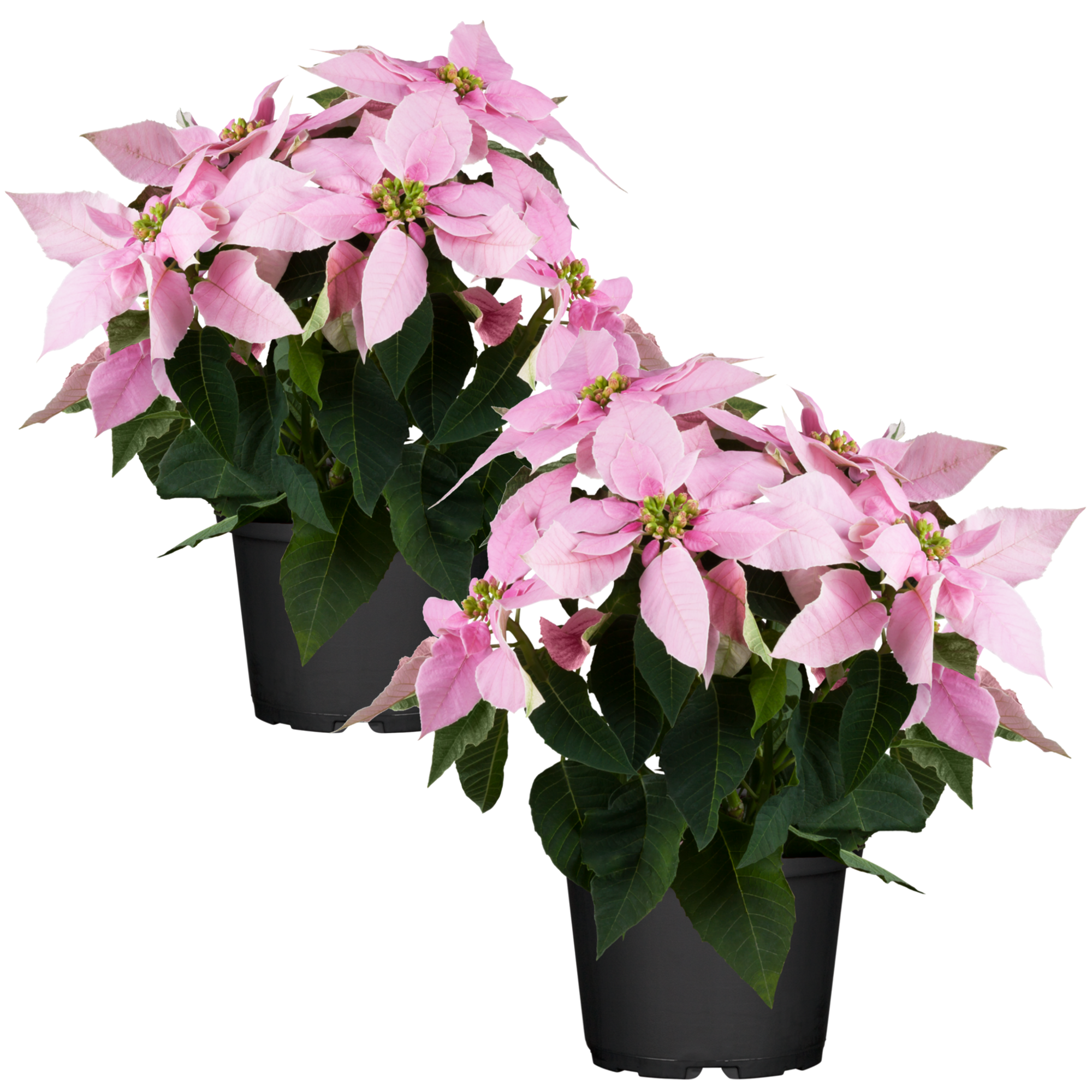 Fairtrade Weihnachtsstern rosa 13 cm Topf, 2er-Set + product picture