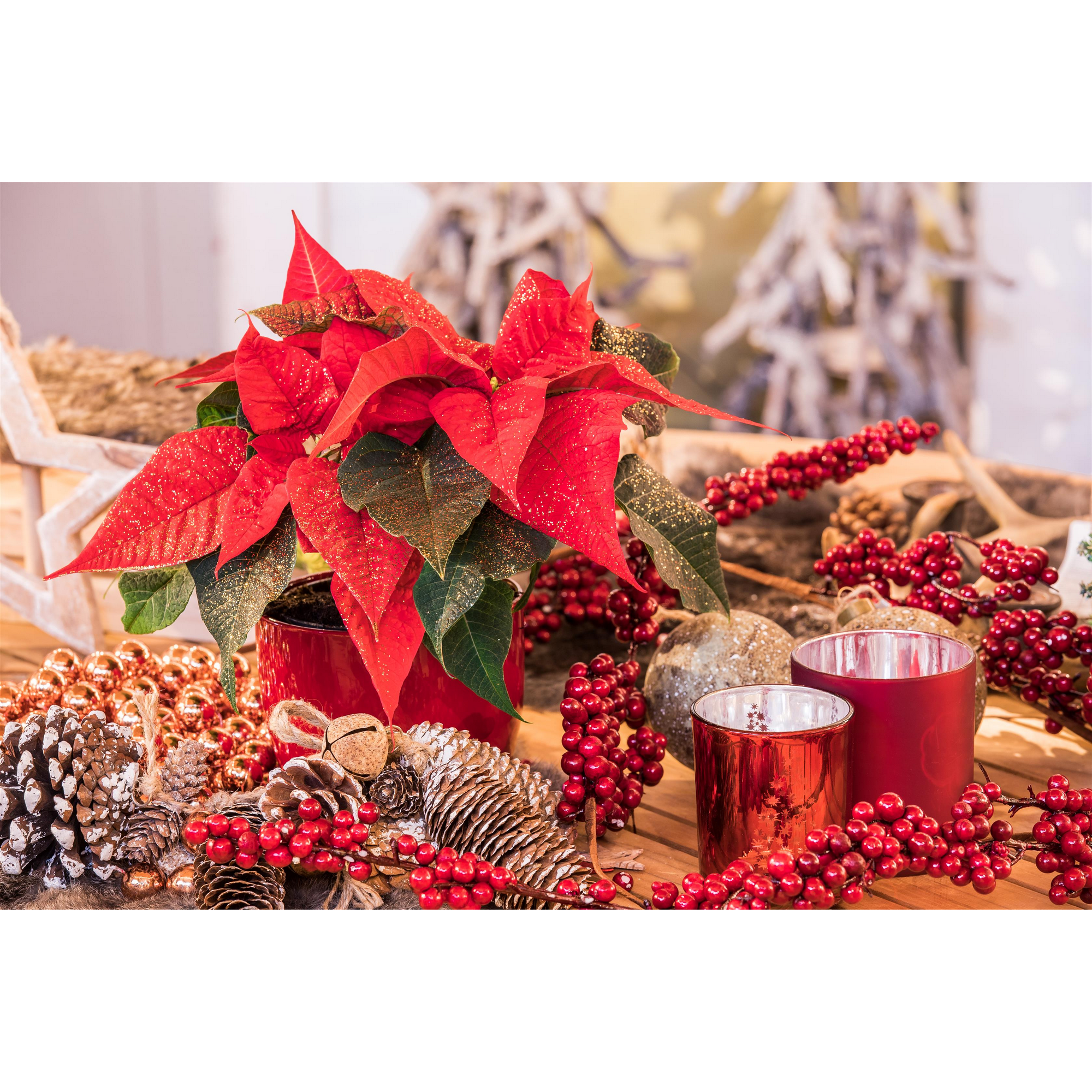 Fairtrade Weihnachtsstern rot mit Glitter 10,5 cm Topf, 2er-Set + product picture