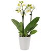 Schmetterlingsorchidee 'Little Kolibri' verschiedene Farben in Keramik 9 cm Topf