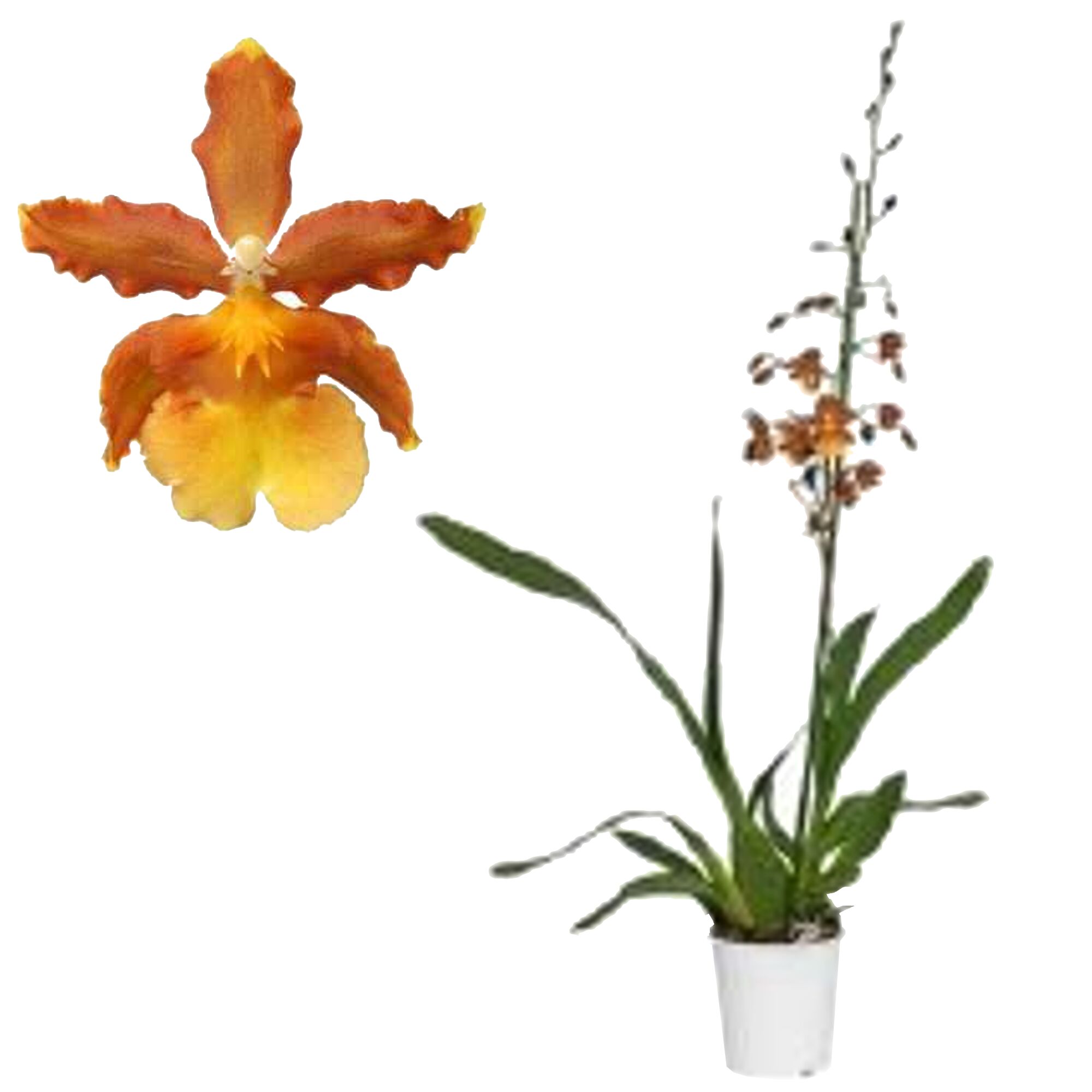 Cambria Orchidee mit orangefarbenen Blüten